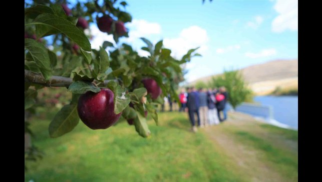 Muş'ta elma hasadından 100 milyon liralık gelir bekleniyor
