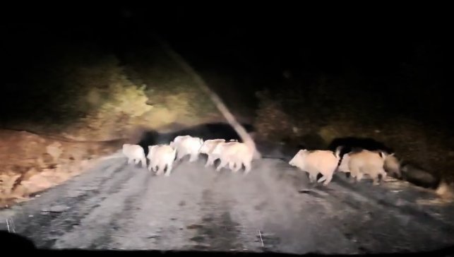 Tatvan'da domuz sürüsü görüntülendi