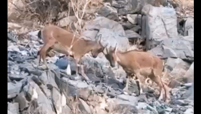 Yavru dağ keçilerinin tatlı çekişmesi kamerada