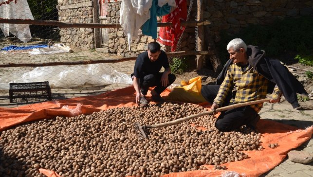 Muş'ta hasadına başlanan cevizde bin ton rekolte bekleniyor