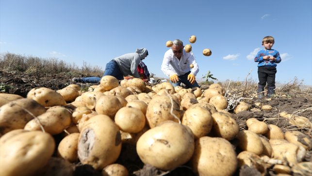 Kars'ta hava erken soğuduğu için toprak donmadan patatesler el birliğiyle hasat ediliyor