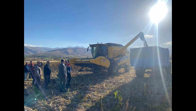 Çayırlı'da ayçiçeği hasadı başladı