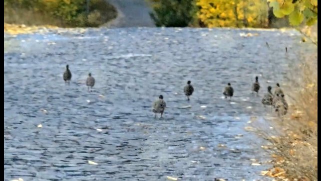 Nemrut Kalderası'nda çil keklik sürüsü görüntülendi