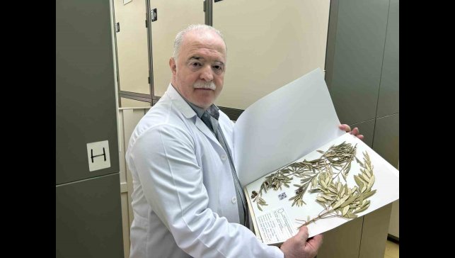 Zeytin ağacından gelen delil: Nuh'un Gemisi Cudi Dağı'nda