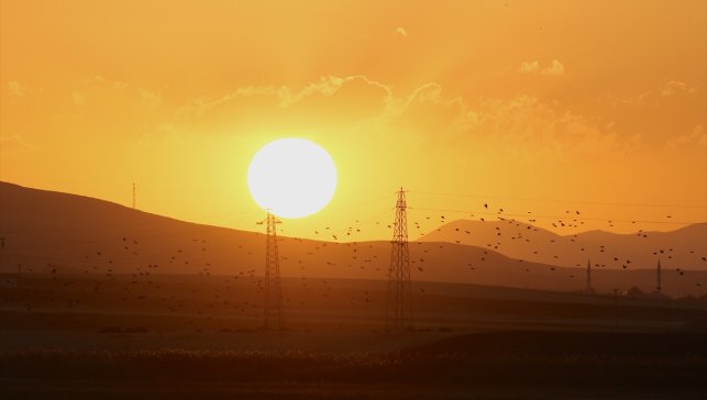 Göç yolculuğu başladı, Muş'taki sulak alanlar kuşlarla şenlendi