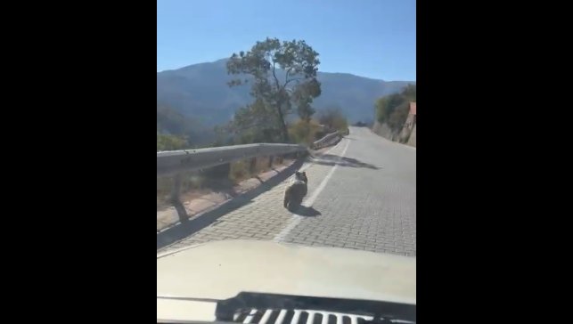 Kemaliye'de üniversite yolunda yavru ayı görüldü