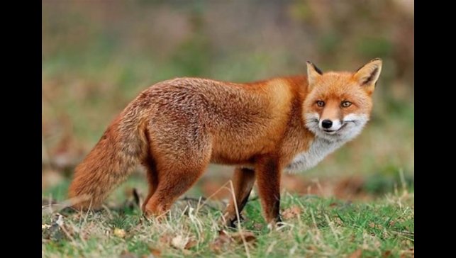 Malatya'da yaban hayvanları havadan aşılanacak