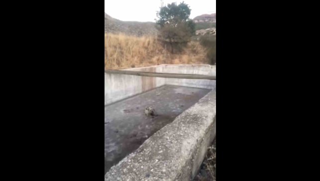 Bingöl'de sulama havuzuna düşen yavru ayı kurtarıldı