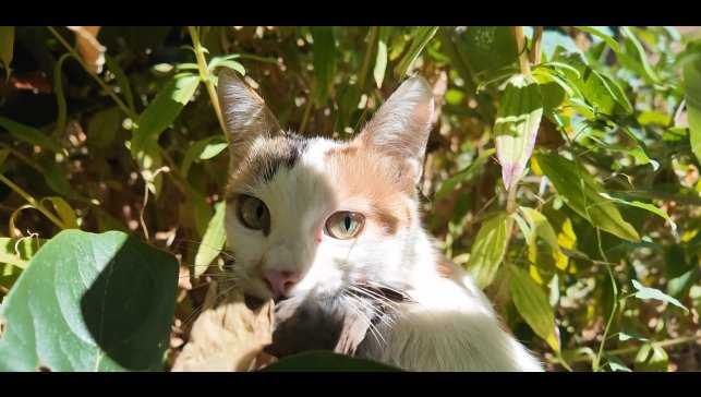 Yakaladığı serçeyi yavrusuna götürüp besledi