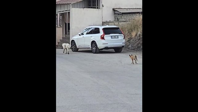 Köpeğin peşine takılan tilki kamerada