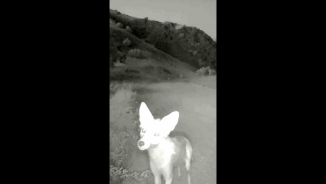 Tunceli'de yaban hayatı kameraya yansıdı