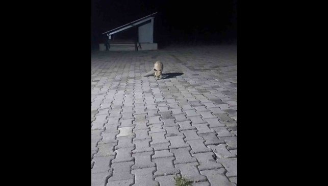 Aç tilki korucu kulübesine geldi, karnını doyurup gitti