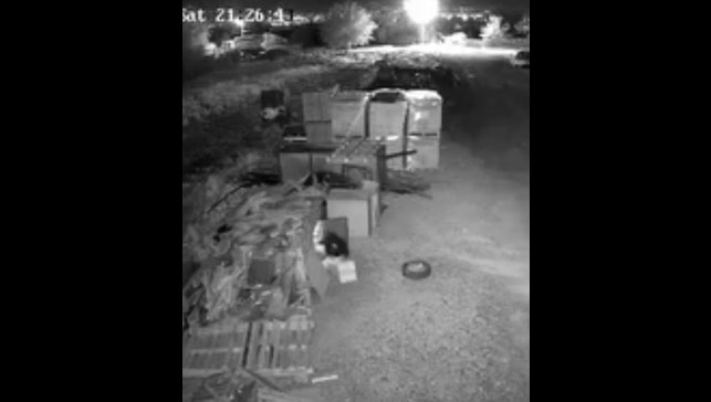 Elazığ'da güvercin hırsızlığı kameralara yansıdı