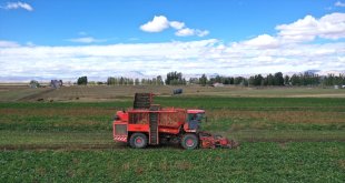 Ağrı'nın verimli topraklarında yetiştirilen şeker pancarı teknolojik makinelerle hasat ediliyor