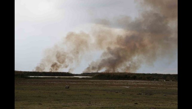 Büyük İron sazlığında yangın