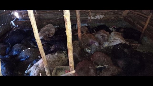 Ağıla yıldırım düştü: 45 küçükbaş hayvan telef oldu