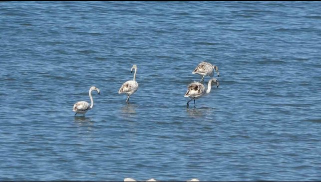 Flamingoların yeni gözdesi: İskele sahili