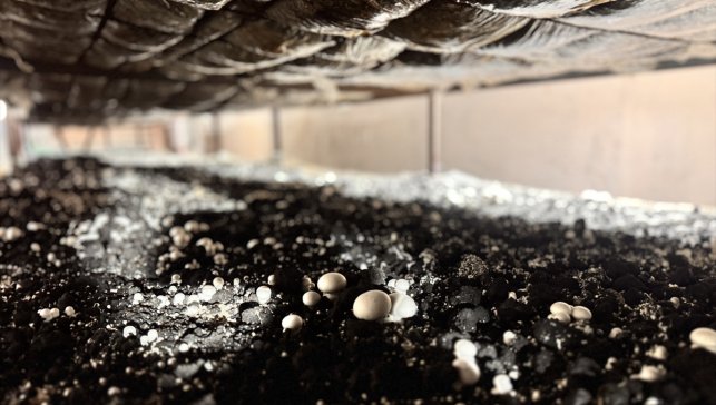 Kadın girişimci devlet desteğiyle kurduğu tesiste 75 ton mantar üretiyor