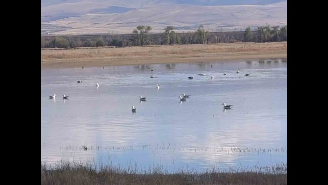 Kars'ta sulak alanlar yaban kuşlarını ağırlıyor