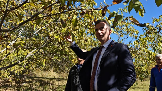 Bitlis Valisi Ahmet Karakaya ceviz hasadına katıldı