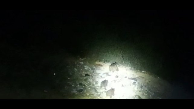 Çukurca yoluna inen ayı ailesi görüntülendi