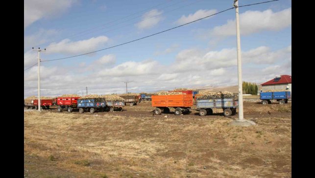 Malazgirt'te şeker pancar alımları devam ediyor