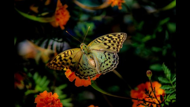 Elazığ'da kelebeklerin çiçeklerle buluşması görsel şölen oluşturdu