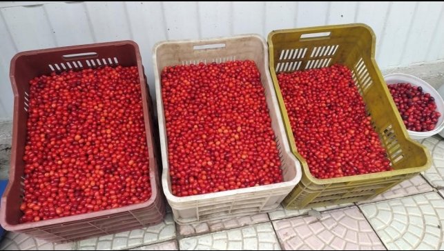 Vitamin deposu kızılcık tezgahlarda yerini aldı