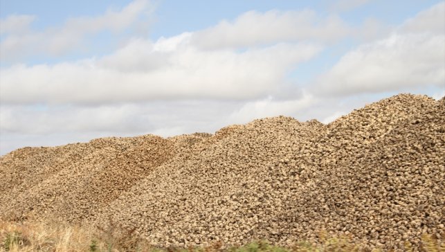 Malazgirt'te şeker pancarı alımı sürüyor