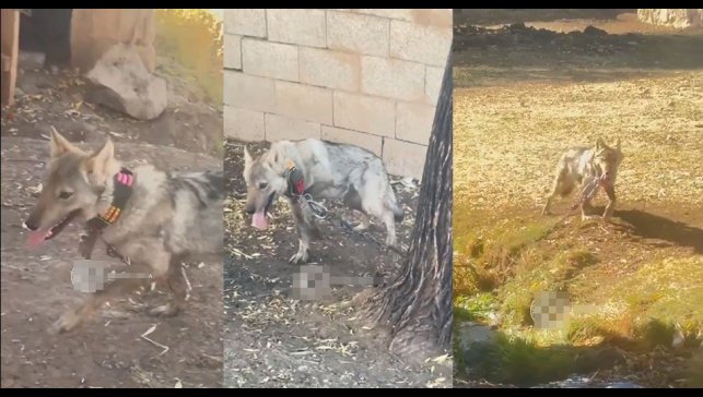 Van'da zincire vurulan kurt kurtarıldı