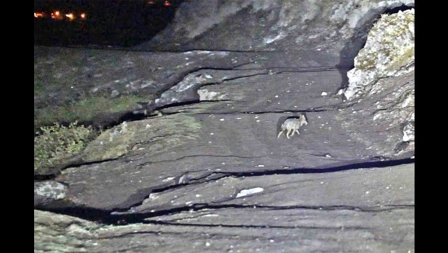 Budaklı kaplıcaları için vahşi hayvan uyarısı