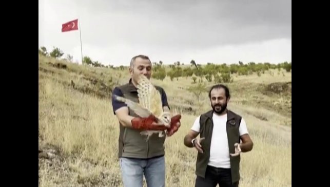Peçeli baykuş yeniden yaban hayatta