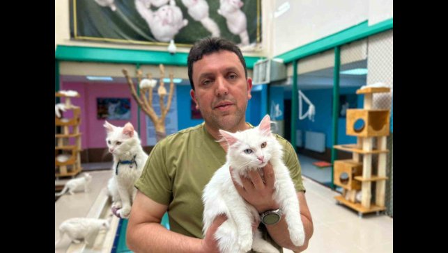 30 yıllık emek: Van kedilerine bir ömür adadı