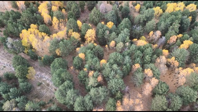 Kars'ta sonbaharda renk cümbüşü yaşanıyor