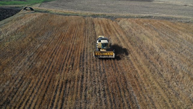 Kars'ta devlet desteğiyle ekilen yağlık ayçiçeği üreticisini sevindirdi