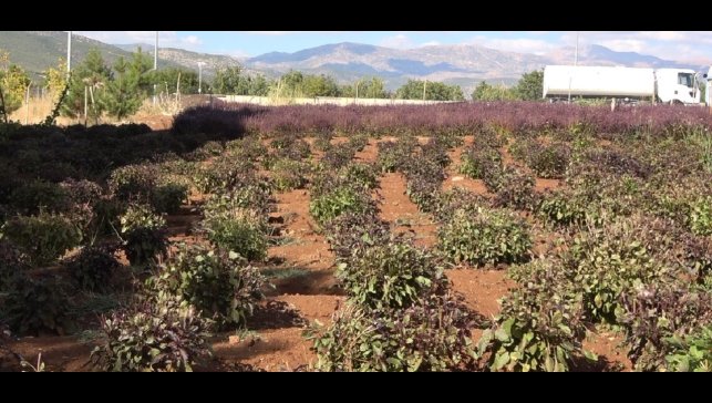 Reyhan tohuma bırakıldı, arılar bal üretti