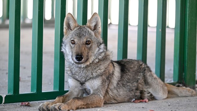 Van'da bir evde alıkonulan kurt koruma altında