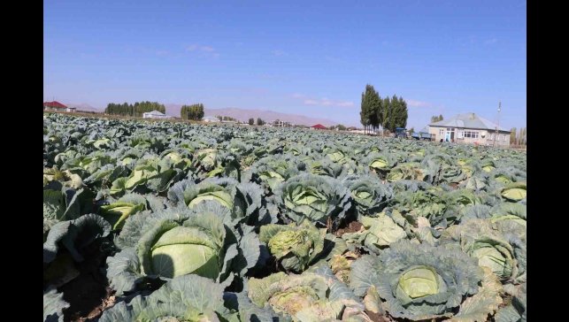 Patnos'ta Lahana hasadı başladı