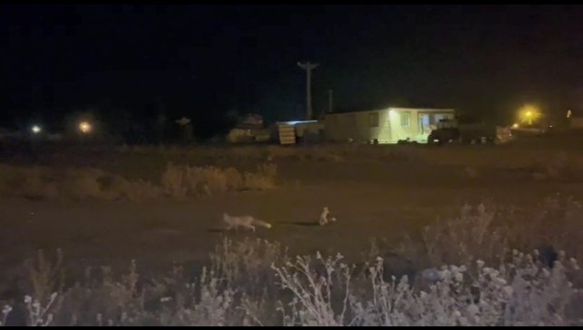 Kars'ta havalar soğudu tilkiler köye indi