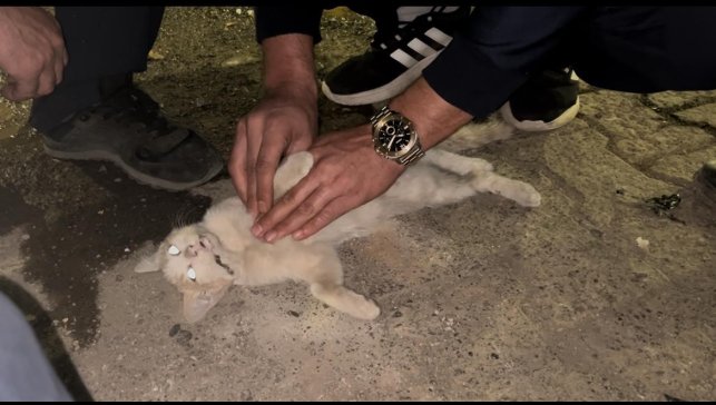 Bingöl'de itfaiye personelinden kediyi kurtarmak için kalp masajı