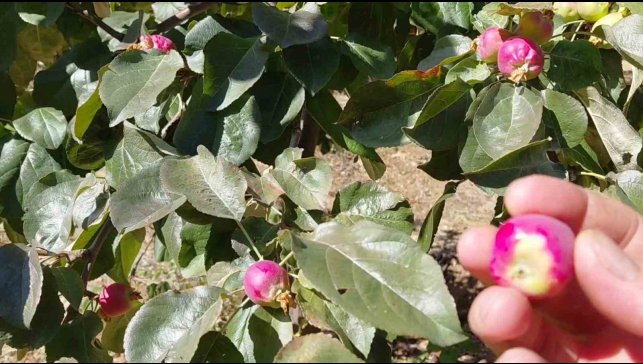 Ekim ayında çiçek açan ağaçlar meyve vermeye başladı
