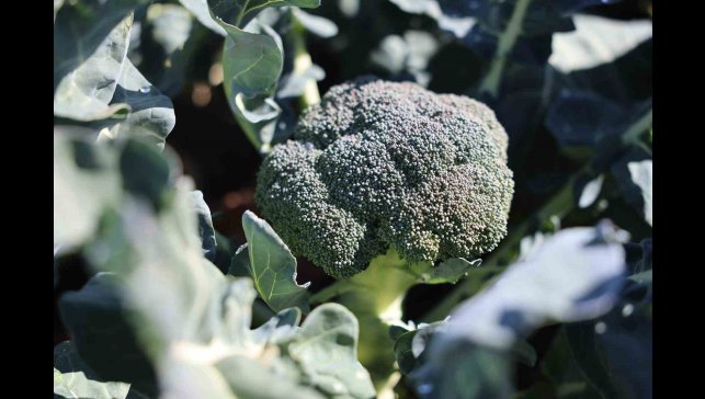 Erzurum'da tarımda yeni bir dönem: İkinci ürün Brokoli hasadı gerçekleştirildi