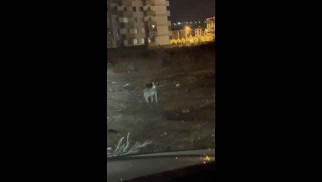 Kars'ın en şaşırtan misafiri: Kurt merkezde gezintiye çıktı