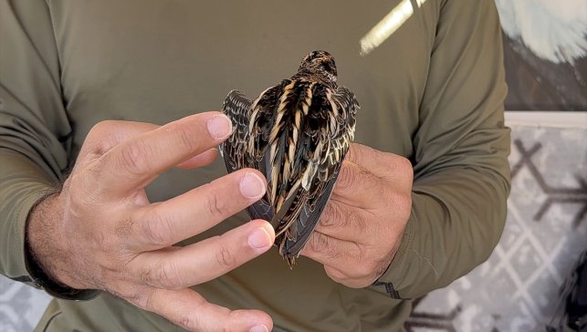 Türkiye'de en nadir görülen kuşlardan küçük suçulluğu, Iğdır'da halkalandı