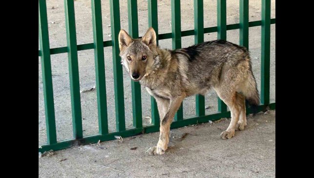 Zincire vurulmuş halde bulunan kurt rehabilite ediliyor