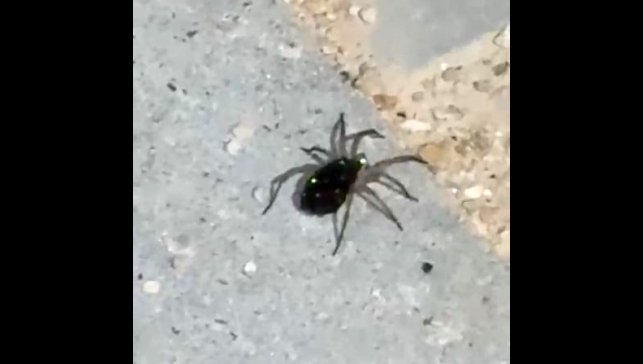 Elazığ'da kurt örümceği görüntülendi