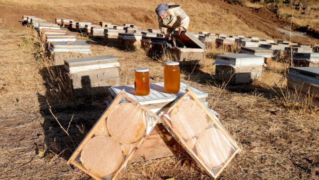 Üretim için şehirden köyüne dönerek arıcılığa başladı