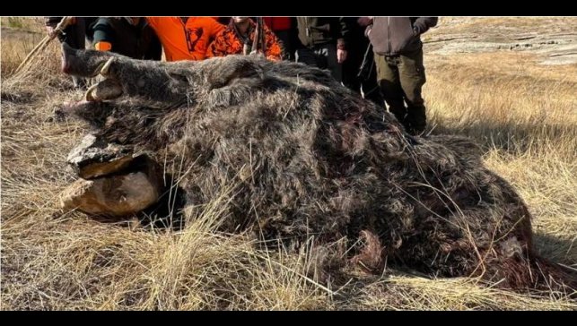 Elazığ'da avcılar 250 kiloluk domuz avladı