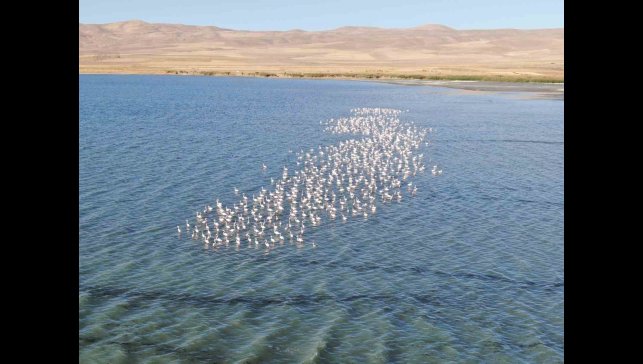 Van Gölü için yeni dönem: 'Canavar efsanesi' yerini 'allı turna şölenine' bırakıyor