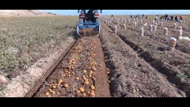 Sadece 50 dönümden 250 ton ürün bekliyor: Ercişli çiftçinin 'patates' bereketi